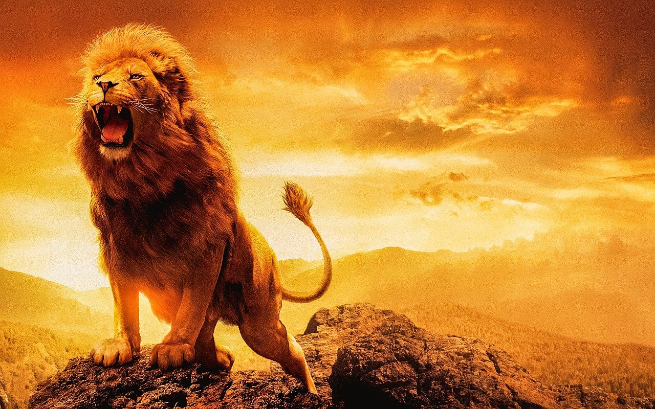 Gestão de emoções. Já não estamos na selva, mas continuamos a ver leões